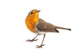 European robin Erithacus rubecula isolated on a white background Royalty Free Stock Photo