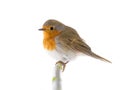 European robin Erithacus rubecula isolated on a white