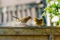 European Robin (Erithacus rubecula) juvenile with beak wide open waiting to be fed, taken in London Royalty Free Stock Photo