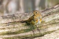 European Robin - Erithacus rubecula, juvenile in moult.