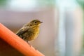 European Robin (Erithacus rubecula) juvnile perched on edge of bird feeder roof, taken in Twickenham, London