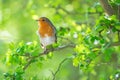 The European robin, Erithacus rubecula, known simply as the robin or robin redbreast in the British Isles Royalty Free Stock Photo