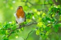 The European robin, Erithacus rubecula, known simply as the robin or robin redbreast in the British Isles Royalty Free Stock Photo