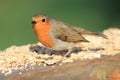 Robin Redbreast On Birdtable, Somerset, England