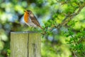 The European robin, Erithacus rubecula, known simply as the robin or robin redbreast in the British Isles Royalty Free Stock Photo