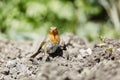 European Robin