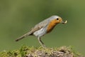 European Robin Royalty Free Stock Photo