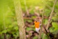 European robin. Erithacus rubecula. One robin perching on tree branch in natural environment. Robin redbreast Royalty Free Stock Photo