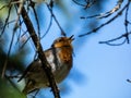 European robin (Erithacus rubecula) with an orange breast and face lined grey, brown upper parts and a whitish