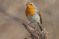 European Robin Erithacus rubecula perched on a branch in the forest Royalty Free Stock Photo