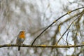 European robin, Erithacus rubecula, perched on a branch