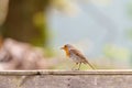 European Robin (Erithacus rubecula) perched on a fence against a blurred background, taken in London Royalty Free Stock Photo