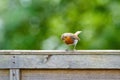 European Robin (Erithacus rubecula) perched on a fence eyeing up food on the ground, taken in London Royalty Free Stock Photo