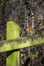 European robin, erithacus rubecula, perched on a moss fence post in winter Royalty Free Stock Photo