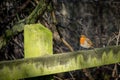 European robin, erithacus rubecula, perched on a moss fence post in winter Royalty Free Stock Photo