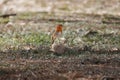 European robin (Erithacus rubecula) perched on stone on the ground looking for food