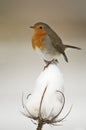 European Robin (Erithacus rubecula) perched on teasel seedhead