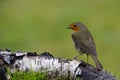 European robin resting on silver birch log