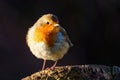European Robin Erithacus rubecula portrait, perched on a tree stump in early morning spring light Royalty Free Stock Photo