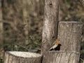 European robin or erithacus rubecula robin posing at the edge of a table in a park Royalty Free Stock Photo