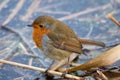 European robin Erithacus rubecula. Red Breasted Royalty Free Stock Photo