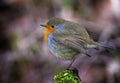 European robin, Erithacus rubecula, or robin redbreast, perched on a branch Royalty Free Stock Photo