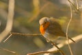 European robin - Erithacus rubecula