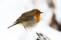 European Robin, Erithacus rubecula, Robin, Birds Royalty Free Stock Photo