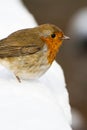 European Robin, Erithacus rubecula, Robin, Birds Royalty Free Stock Photo