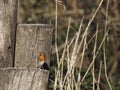 European robin or erithacus rubecula robin posing at the edge of a table in a park Royalty Free Stock Photo