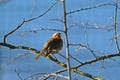 The European robin, Erithacus rubecula, robin redbreast, insectivorous passerine bird