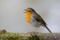 European Robin Erithacus rubecula singing on its perch on a uniform blurred background Royalty Free Stock Photo