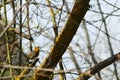 European robin Erithacus rubecula singing