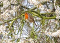 European Robin - Erithacus rubecula singing and surrounded by Blackthorn Blossom. Royalty Free Stock Photo