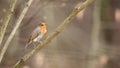 European robin singing on tree in springtime nature