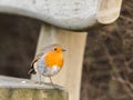 European robin, Erithacus rubecula, sitting on a bench in winter Royalty Free Stock Photo