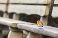 European robin, Erithacus rubecula, sitting on a bench in winter Royalty Free Stock Photo