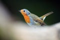 The European robin Erithacus rubecula sitting on the dry trunk. A young robin stands on a trunk with a blurred foreground