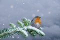 European Robin - Erithacus rubecula sitting, perching in snowy winter, spruce with the snow in the background Royalty Free Stock Photo