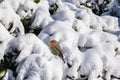 European Robin - Erithacus rubecula sitting, perching in snowy winter, spruce with the snow in the background Royalty Free Stock Photo