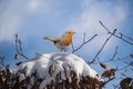 European Robin - Erithacus rubecula sitting, perching in snowy winter, spruce with snow in the background Royalty Free Stock Photo