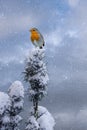 European Robin - Erithacus rubecula sitting, perching in snowy winter on a spruce with the snow in the background Royalty Free Stock Photo