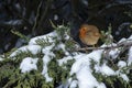 European Robin - Erithacus rubecula sitting, perching in snowy winter, spruce with the snow in the background Royalty Free Stock Photo