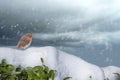 European Robin - Erithacus rubecula sitting, perching in snowy winter, spruce with the snow in the background Royalty Free Stock Photo