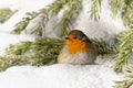 European Robin - Erithacus rubecula sitting, perching in snowy winter, spruce with the snow in the background,  simply as robin or Royalty Free Stock Photo