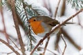 European Robin - Erithacus rubecula sitting, perching in snowy winter, spruce with the snow in the background,  simply as robin or Royalty Free Stock Photo