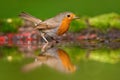 European Robin, Erithacus rubecula, sitting in the water, nice lichen tree branch, bird in the nature habitat, spring, nesting tim Royalty Free Stock Photo