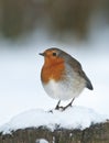 European robin (Erithacus rubecula)