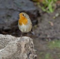 European robin (Erithacus rubecula)