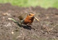 European Robin Royalty Free Stock Photo